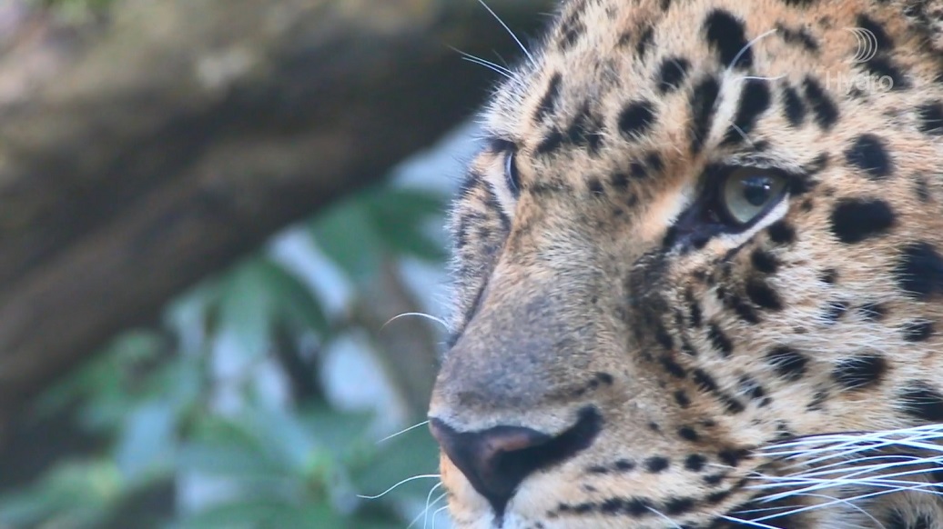 Monitoramentos onças final