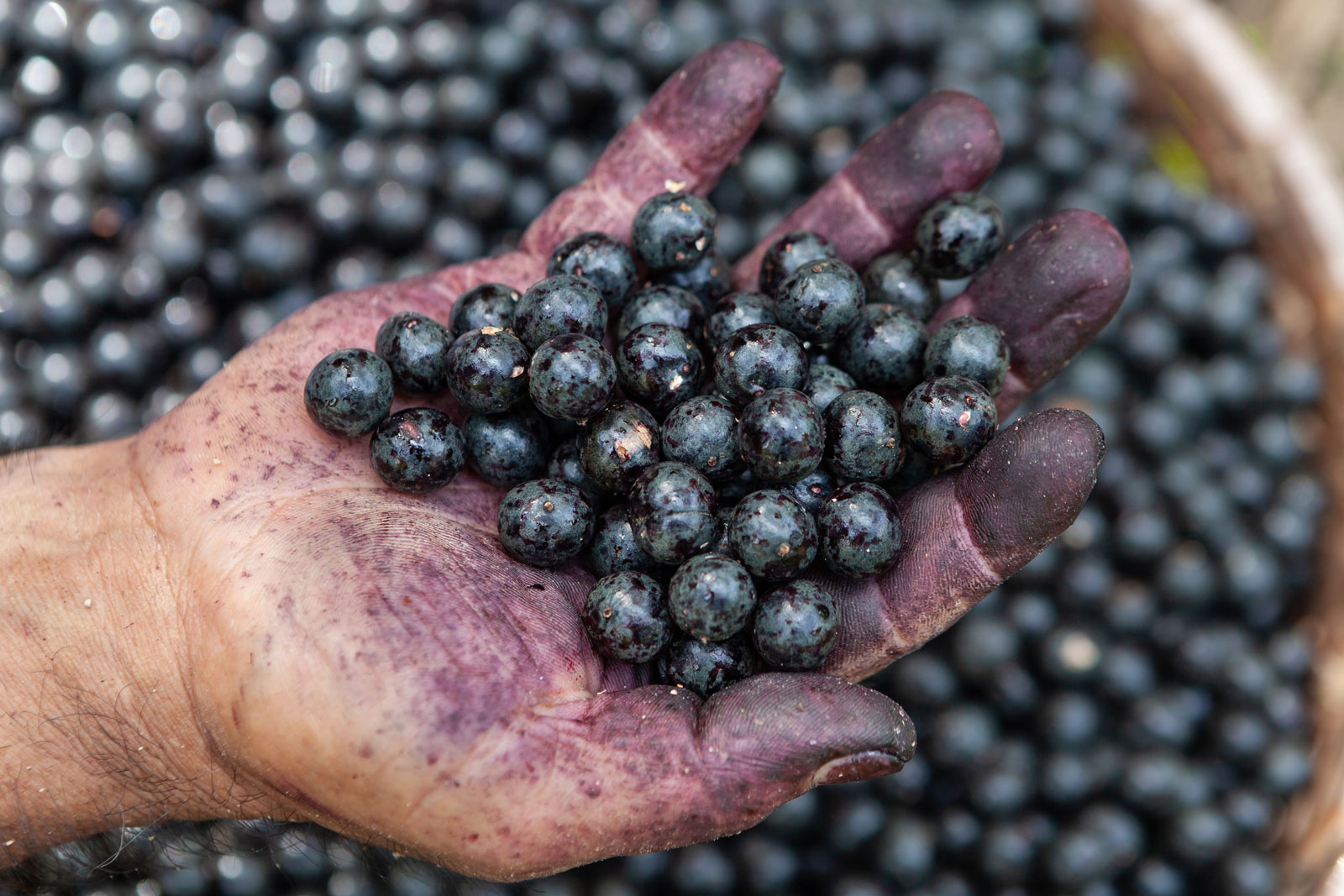 a person holding a bunch of blackberries