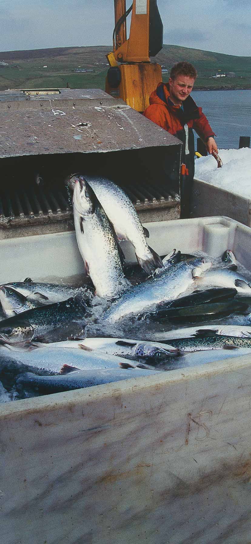 Lossing av Laks ved Hydro Seafood